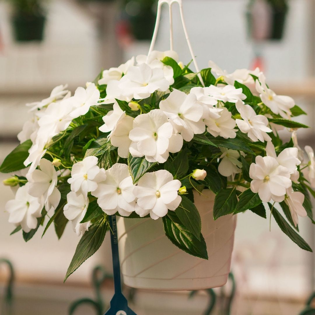 New Guinea Impatiens – Super Sonic White – 8″ Hanging Basket